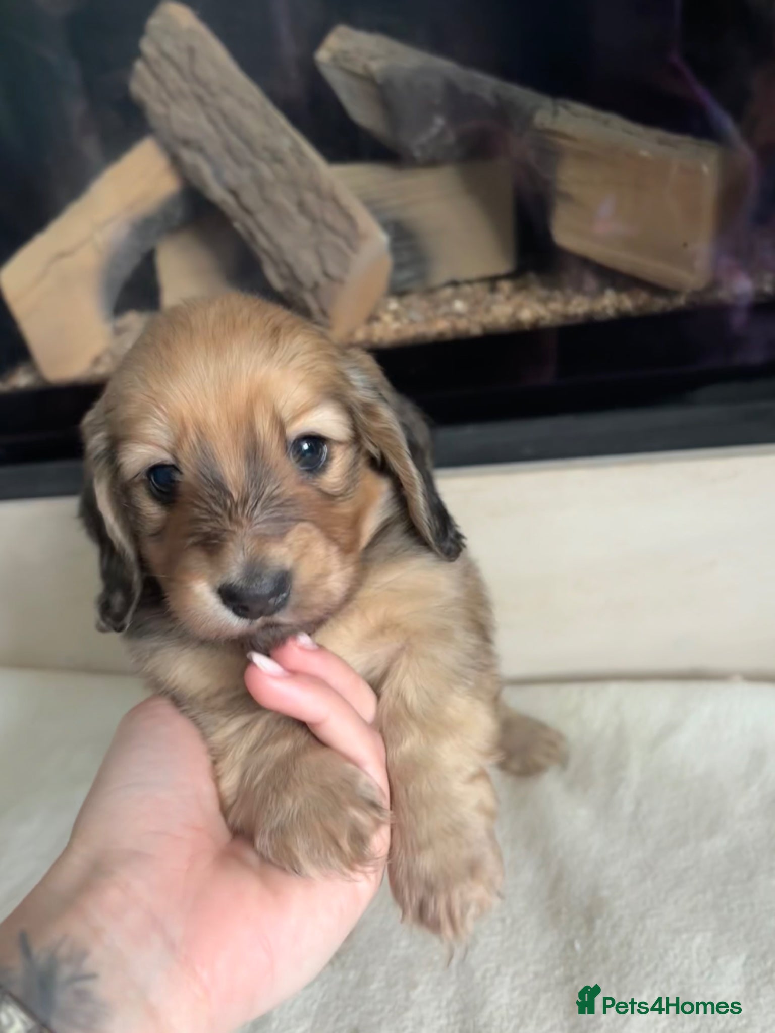 Miniature Dachshund dogs Beautiful Mini Dachshunds Puppies - Ready Soon   - Advert 1