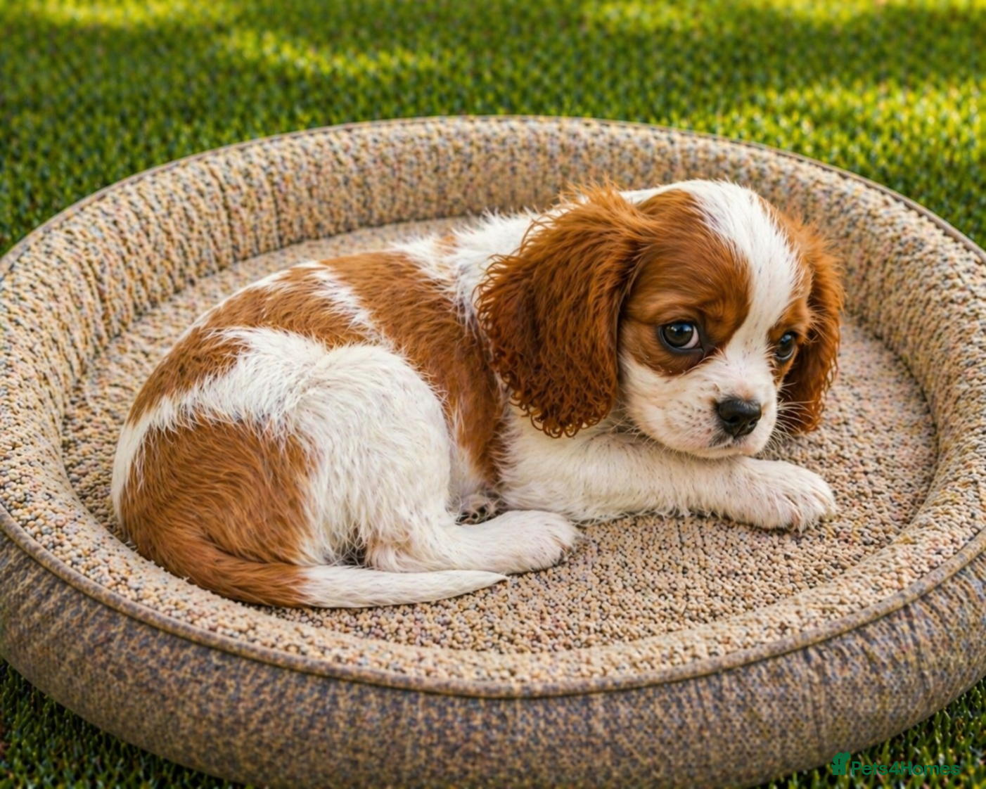 Cavalier King Charles Spaniel dogs Four Blenheim Cavalier King Charles Spaniel Boys - Advert 1