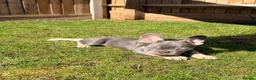 French Bulldog dogs for sale: Mr Dominic L - Advert 9