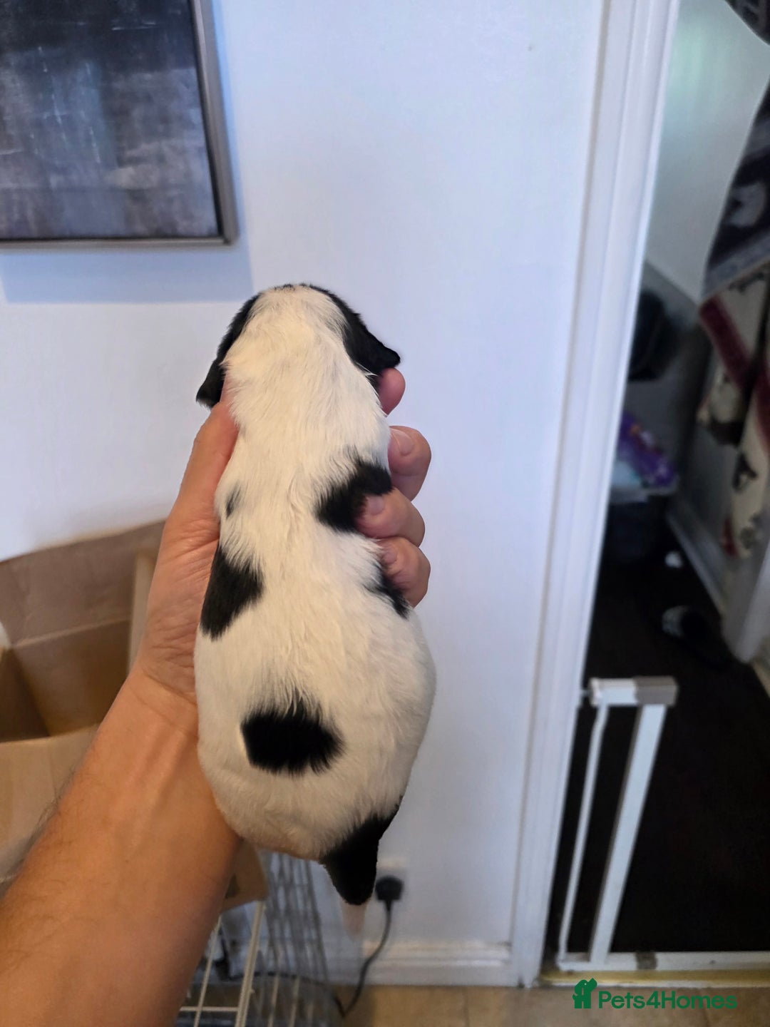 Cocker Spaniel dogs for sale: Kc registered mixed litter - Image 12