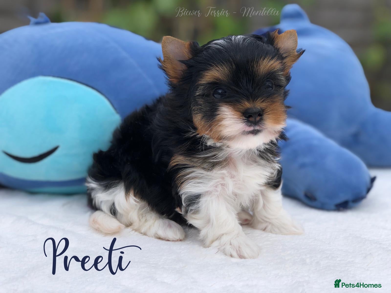 Yorkshire Terrier dogs One Gorgeous Girl Biewer Terrier LEFT! - Advert 1