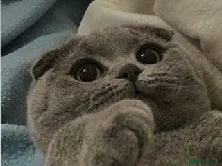 Scottish Fold cats 🚨 URGENT! Price Dropped🔥🔥 - Advert 16