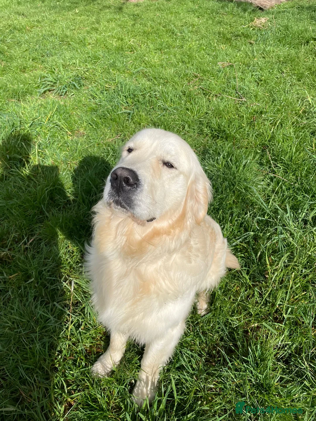 Golden Retriever dogs for stud: Kennel Club registered Golden Retriever - Advert 6