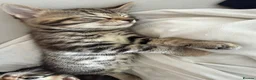 Mixed Breed cats for sale: Beautiful Bengal x Domestic Short Hair Kittens 🐾 - Advert 14