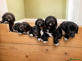 Mixed Breed dogs Huntaway x Border Collie pups, last few remaining! - Advert 1