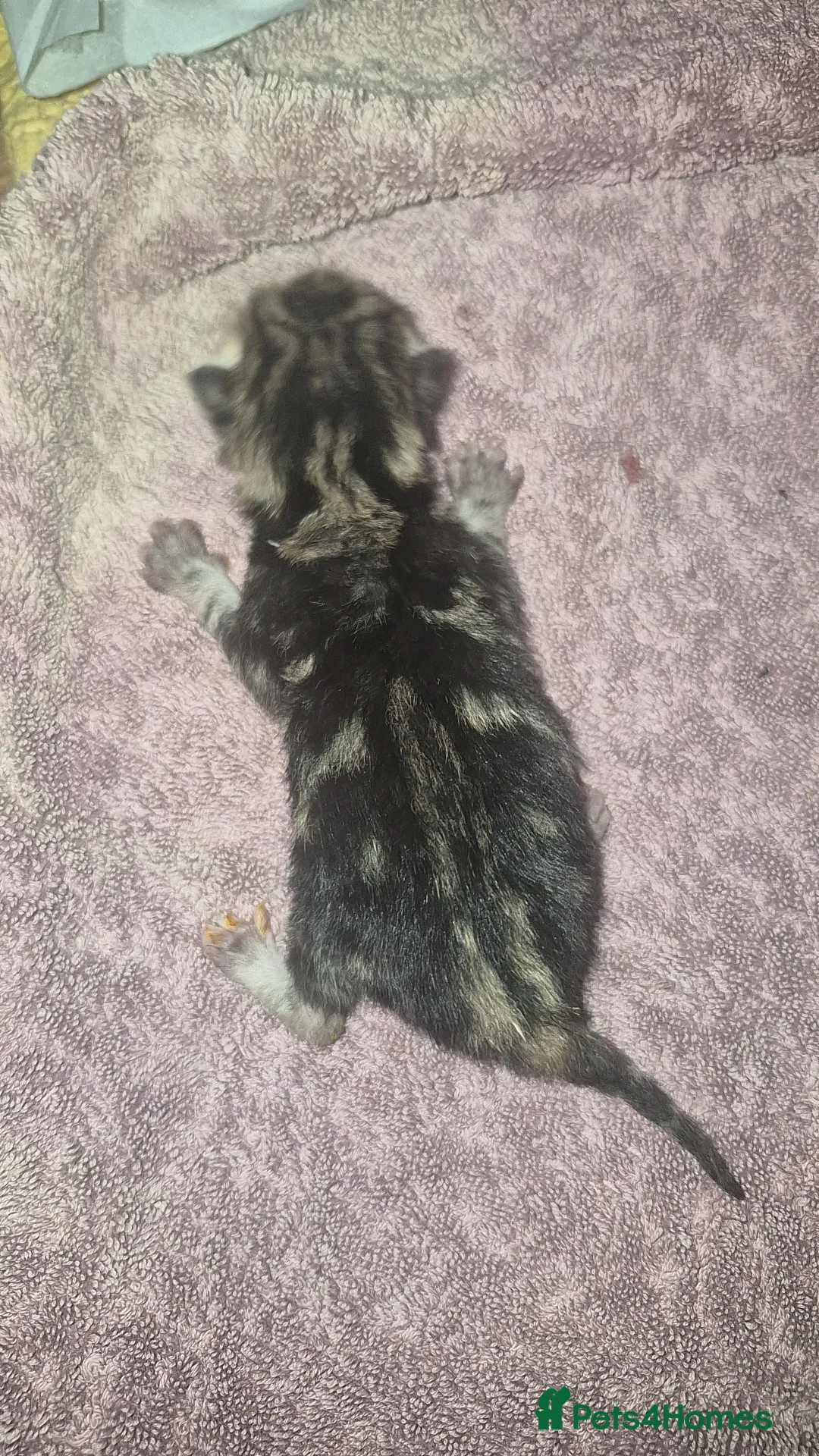 Mixed Breed cats for sale: Adorable mix kittens - Advert 2