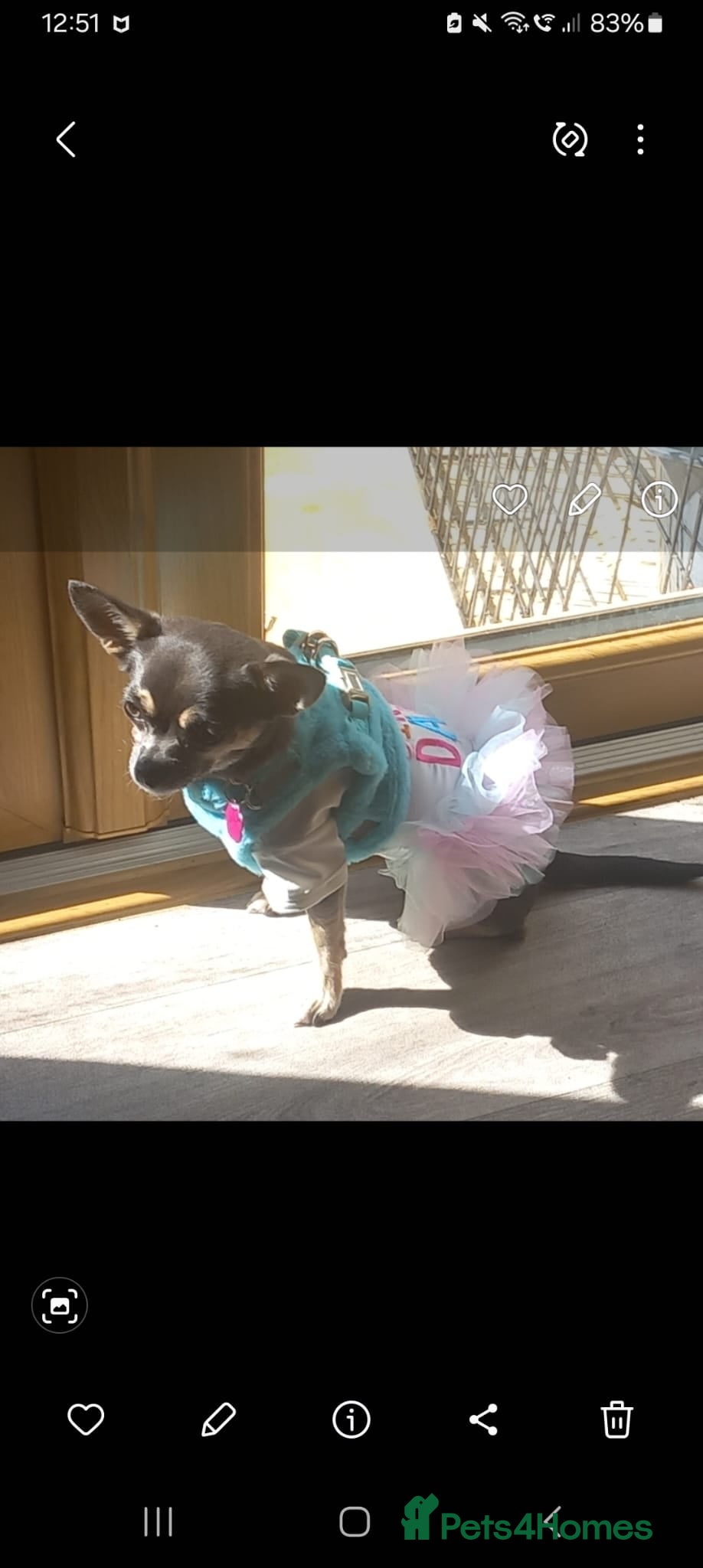 Chihuahua dogs Female 1yr old - Advert 1