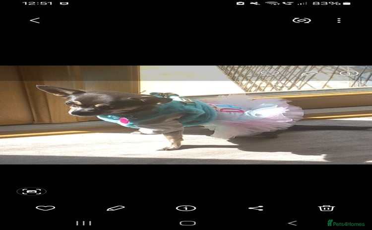 Chihuahua dogs - Advert 1