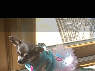 Chihuahua dogs - Advert 2