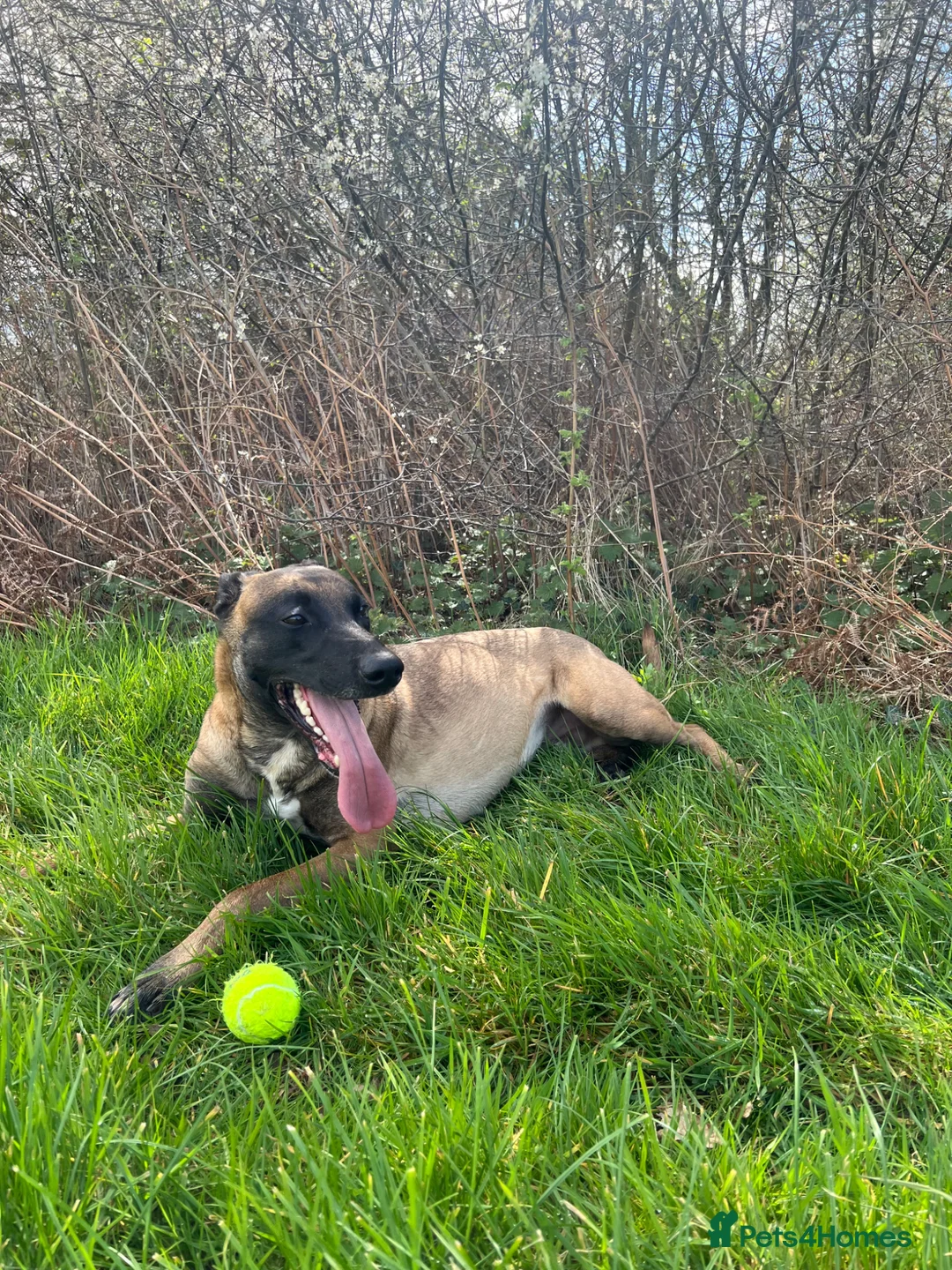 Belgian Shepherd Dog dogs for sale: Rescue - Belgian Malinois  - Advert 6