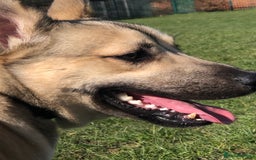 Mixed Breed dogs for sale: Make husky x - Image 6