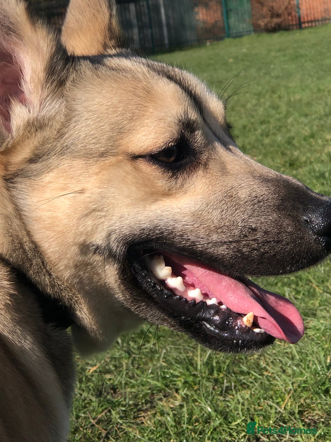 Mixed Breed dogs for sale: Make husky x - Image 6