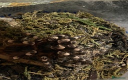 Spiders invertebrates for sale: 4 beautiful tarantulas  - Image 8