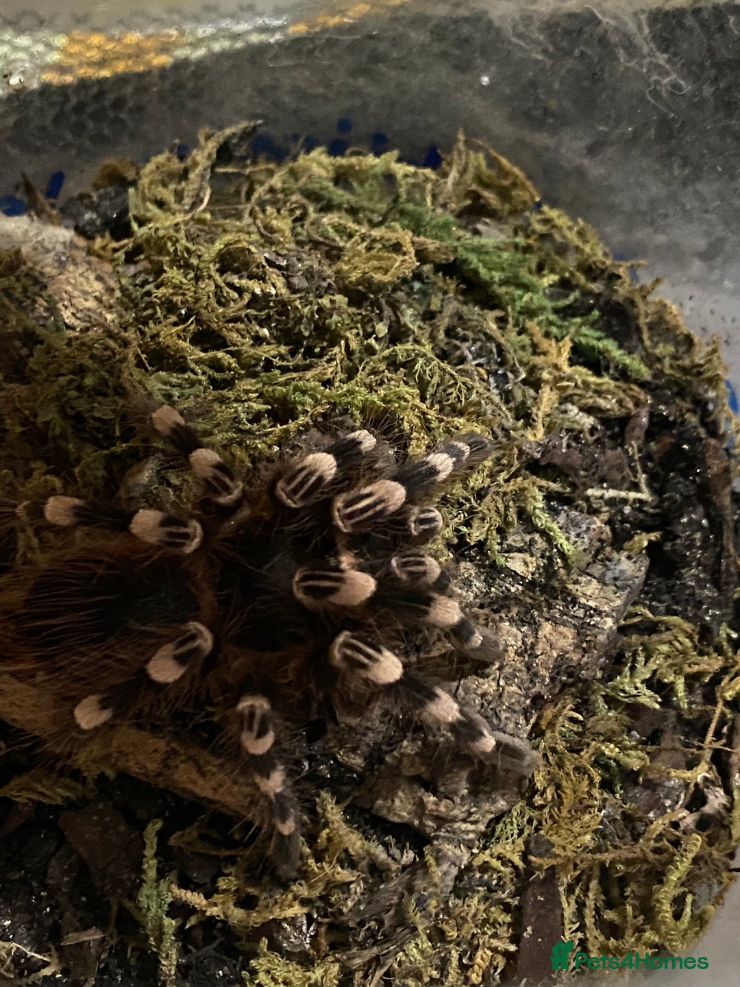 Spiders invertebrates for sale: 4 beautiful tarantulas  - Image 8