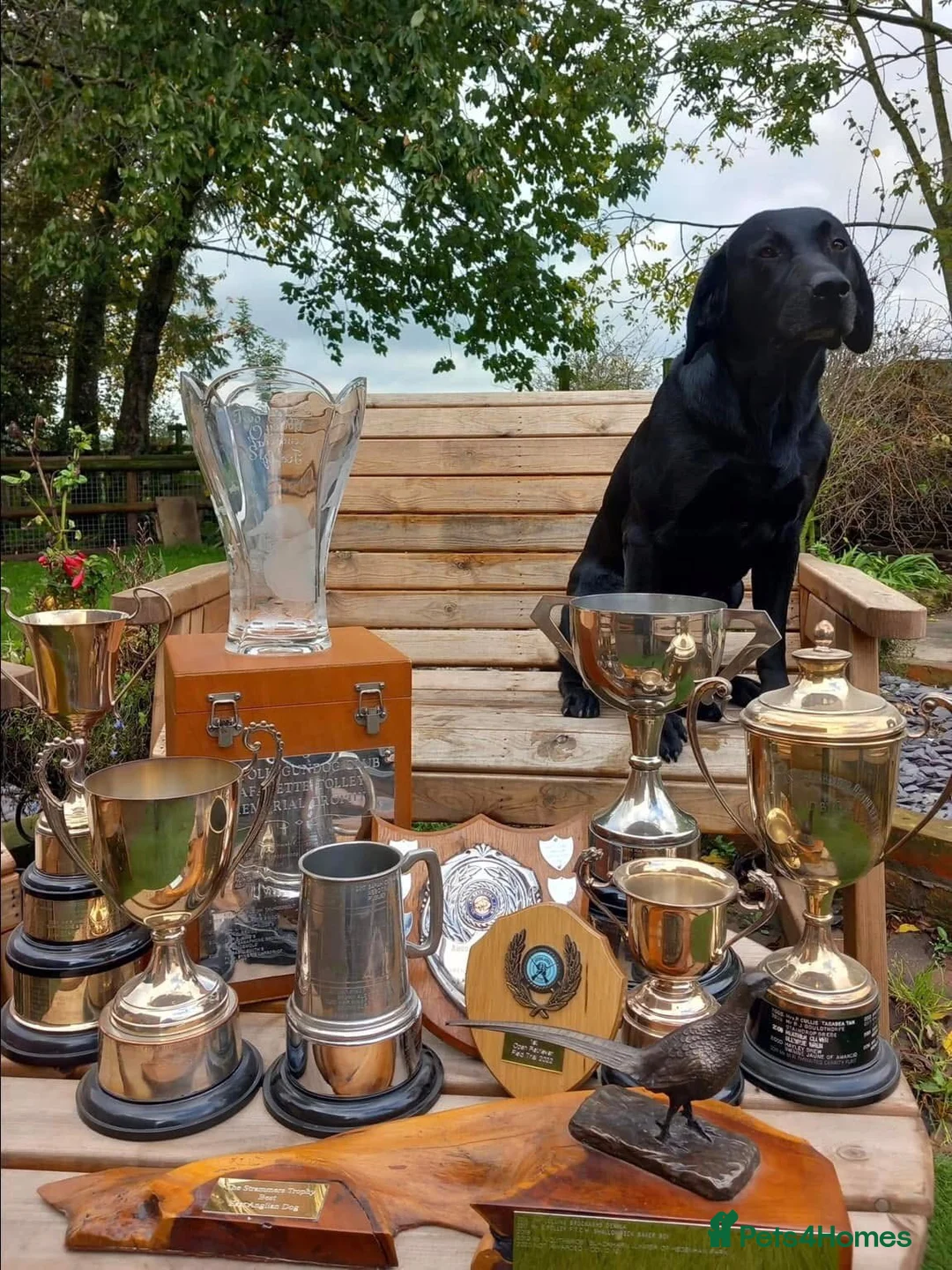 Labrador Retriever dogs for sale: Labrador retriever pups for sale - Advert 2