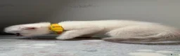 Scottish Fold cats for sale: ⭐️ 5 Beautiful Scottish Folds! ⭐️ - Advert 5