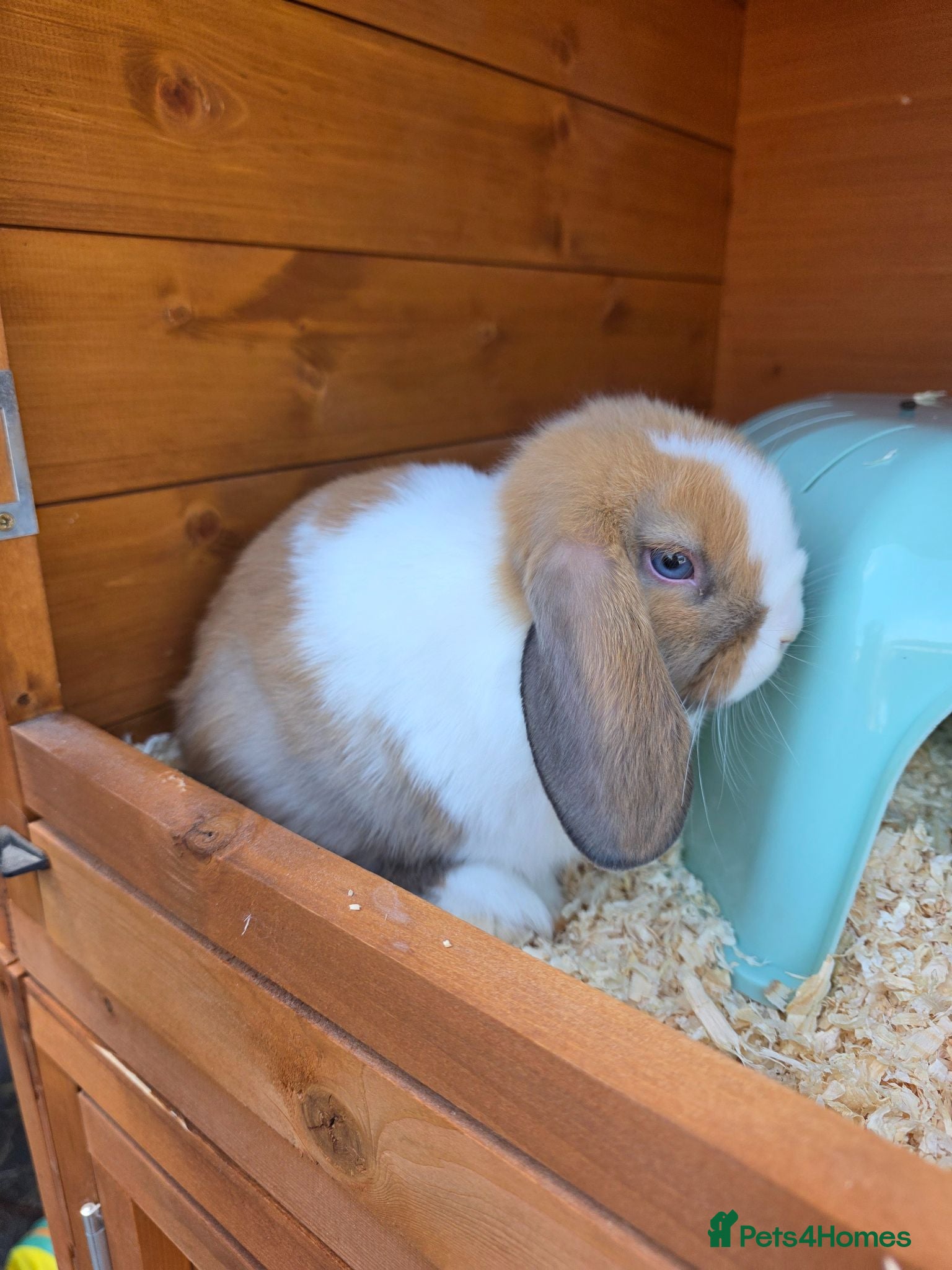 Mini Lop rabbits Baby mini lops for sale - Advert 2