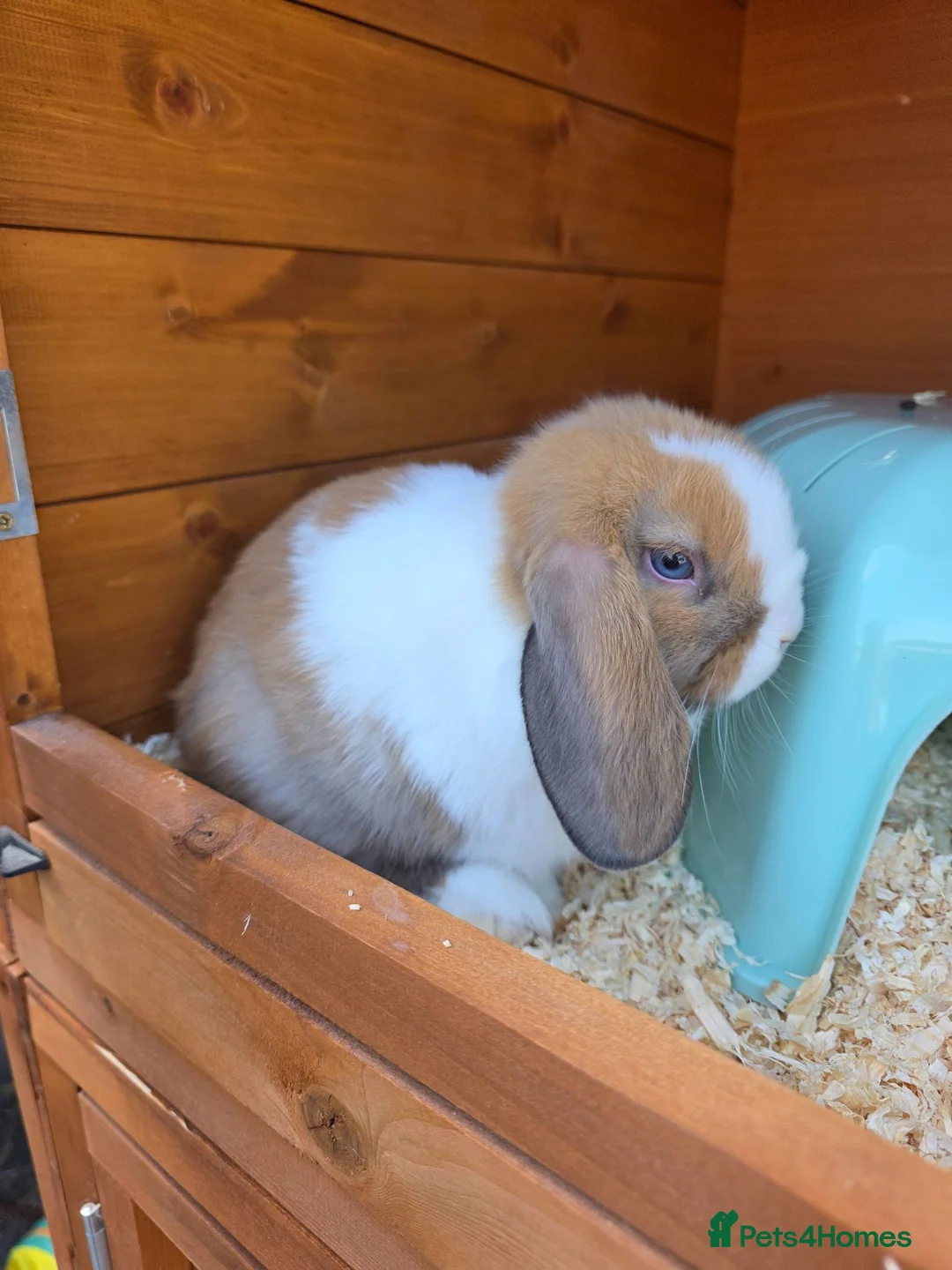 Mini Lop rabbits for sale: Baby mini lops for sale - Advert 2