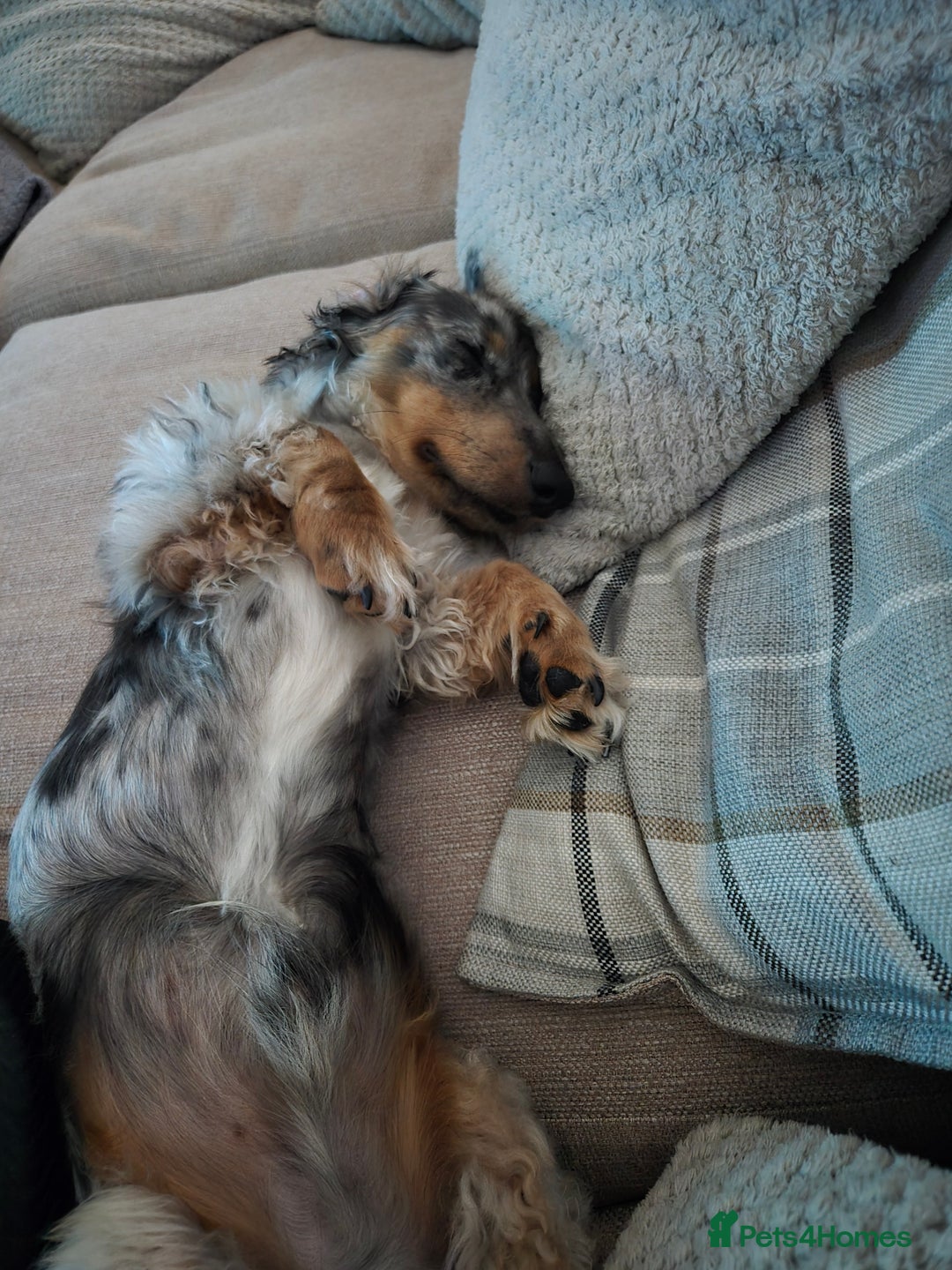 Miniature Dachshund dogs for sale: 9 Month Old Silver Dapple Long Haired Dachshund  - Advert 5