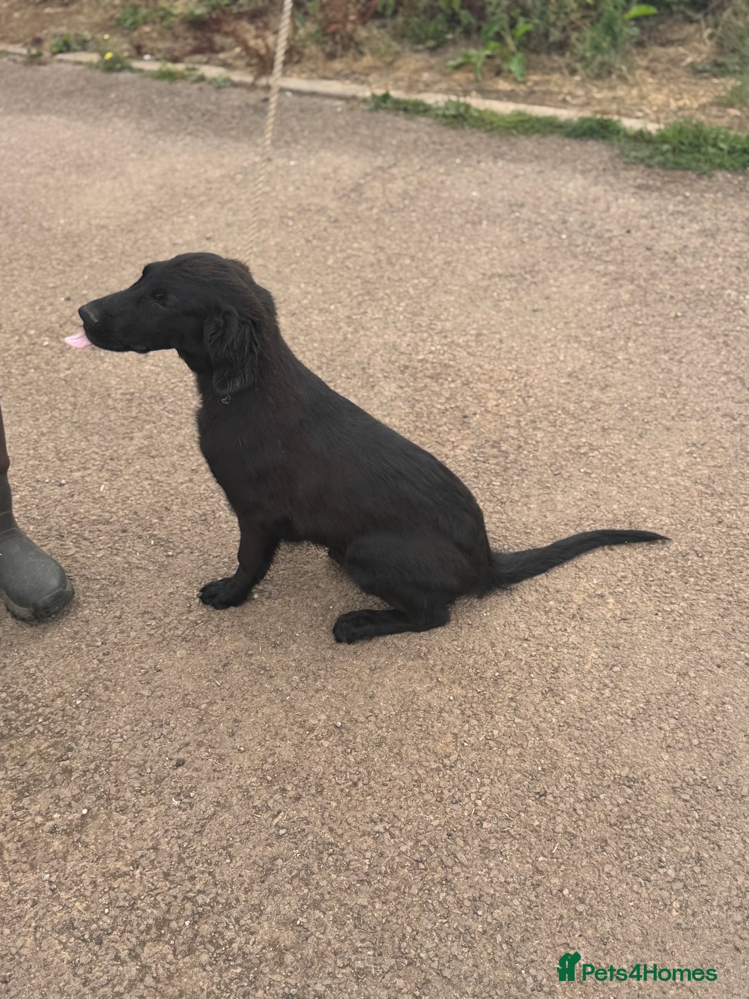 Flat coated Retriever dogs for sale: Last One; Available Immediately! in Lydney - Image 1