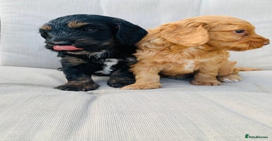 Cockapoo dogs - Advert 10