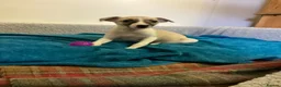 Whippet dogs for sale: Whippet  - Advert 13