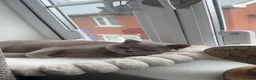 British Shorthair cats for sale: Female cat  in Diss - Advert 1