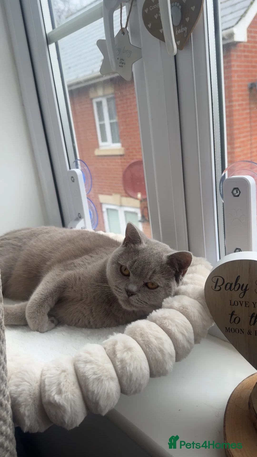 British Shorthair cats for sale: Female cat  in Diss - Advert 1