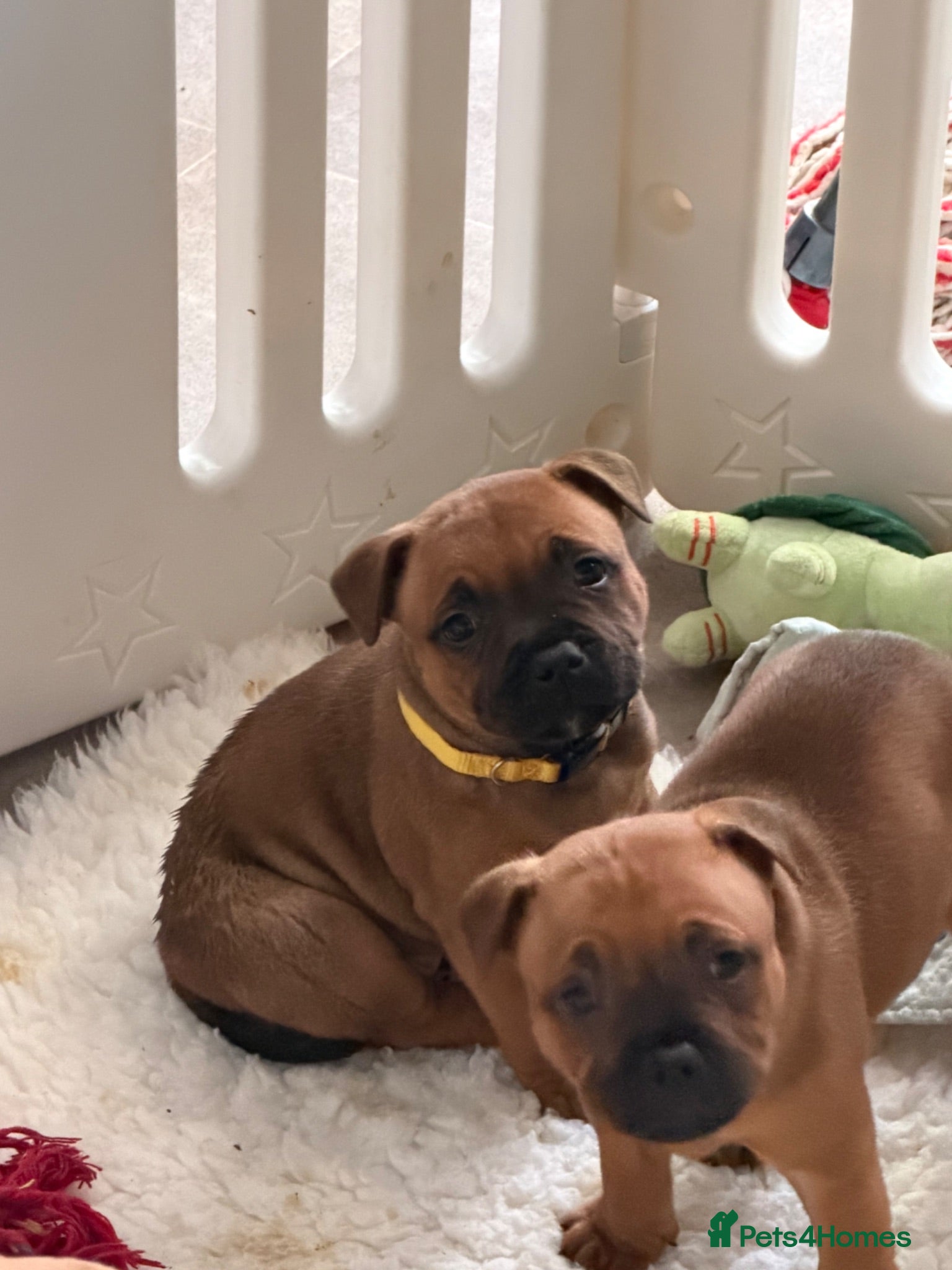 Staffordshire Bull Terrier dogs FEMALE PUP 2x VET BRED CRUFTS SIRED READY NOW - Advert 11