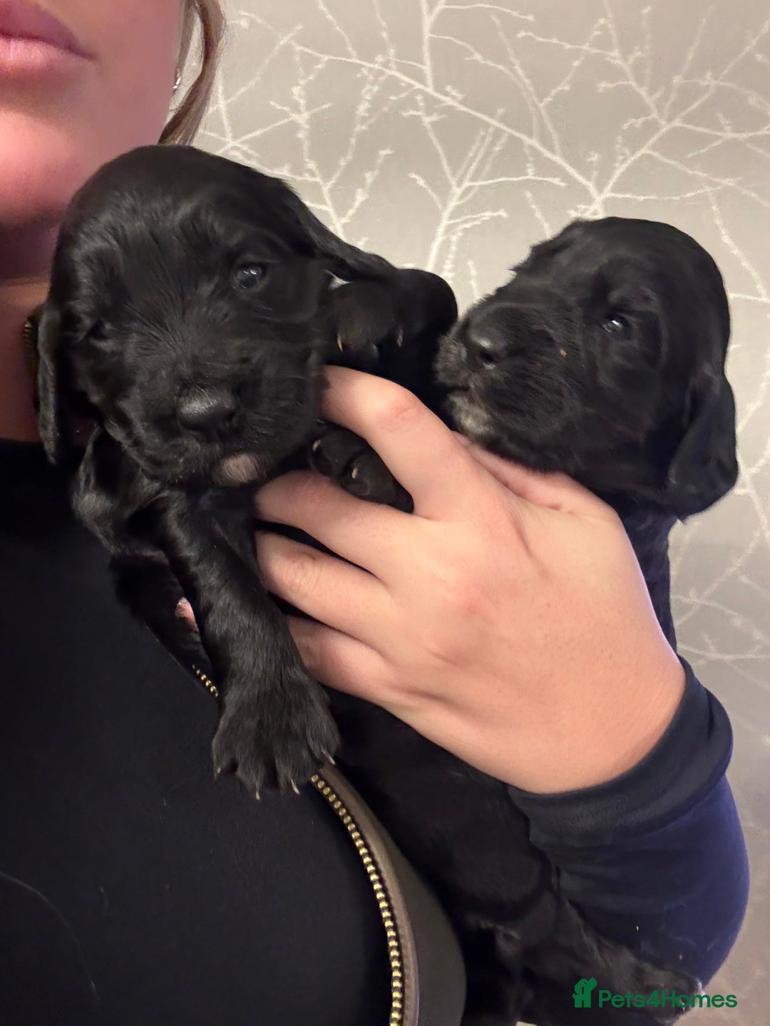 Cocker Spaniel dogs for sale: 7 cocker spaniel puppies for sale  - Advert 24