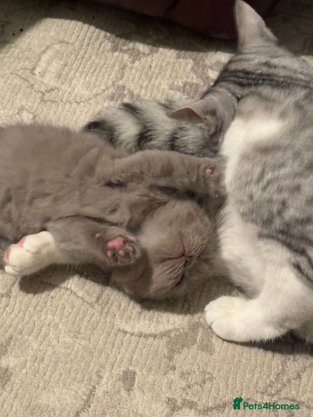 British Shorthair cats for sale: Gorgeous British Shorthair/Scottish Fold kittens - Advert 6