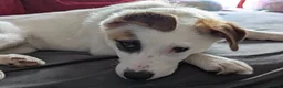 Mixed Breed dogs for adoption: 🐾 Meet Patchy 🐾 in Glasgow - Advert 2