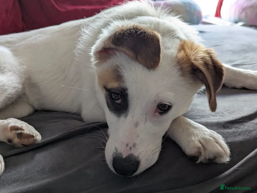 Mixed Breed dogs for adoption: 🐾 Meet Patchy 🐾 in Glasgow - Advert 2