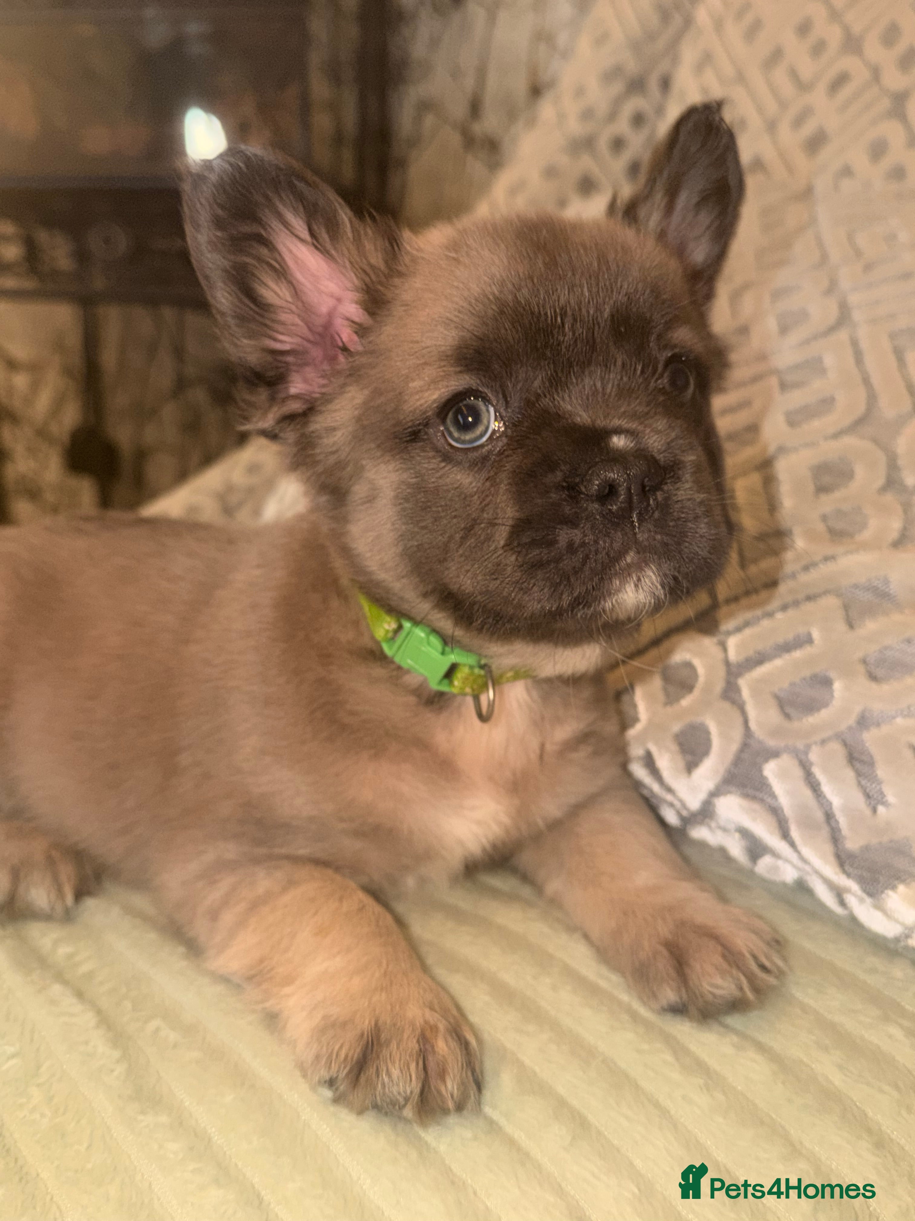 French Bulldog dogs 4 perfect fluffy visual French bulldogs left 🧸🧸 - Advert 12