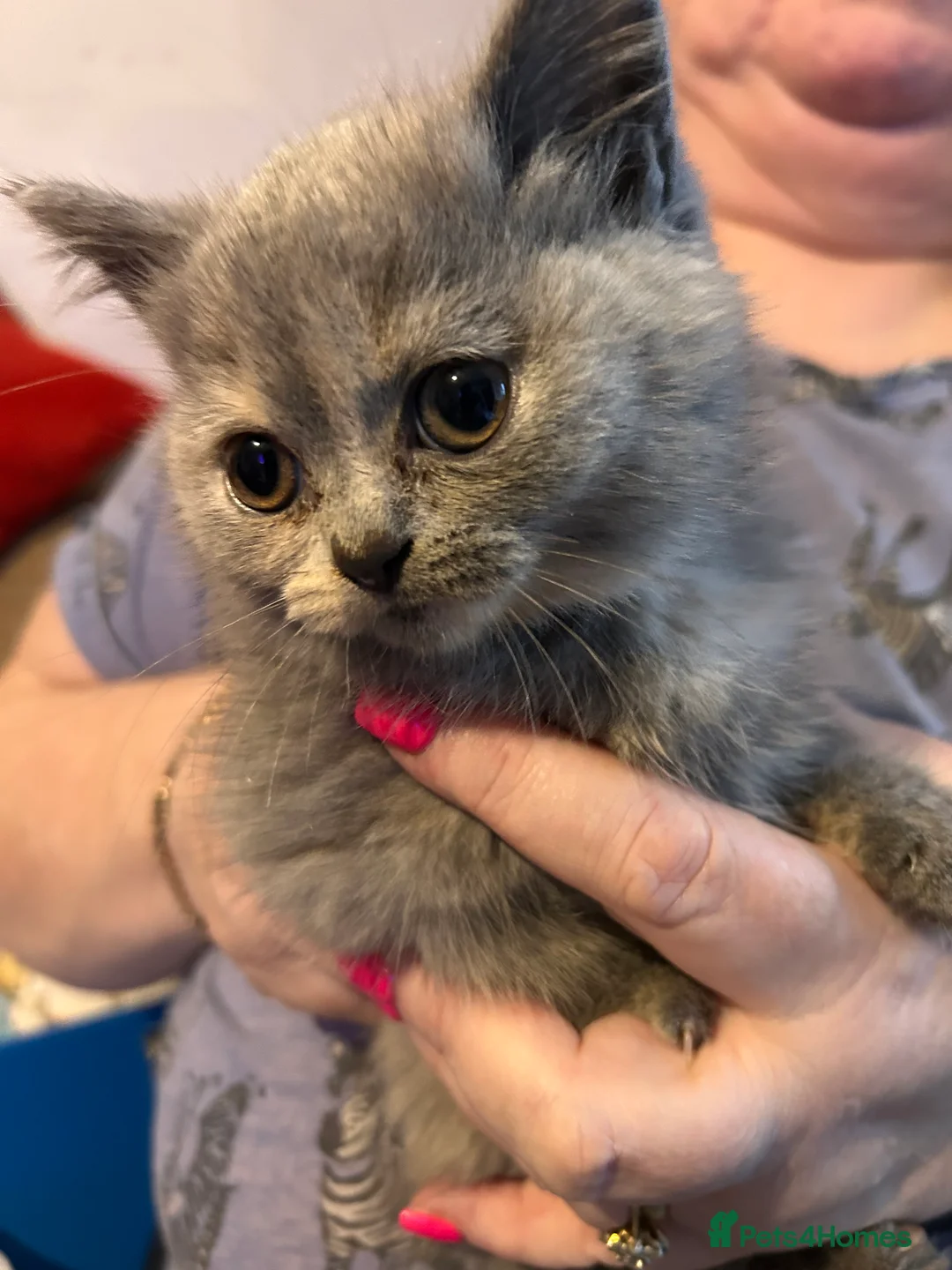 British Shorthair cats for sale: British shorthair kittens - Advert 2