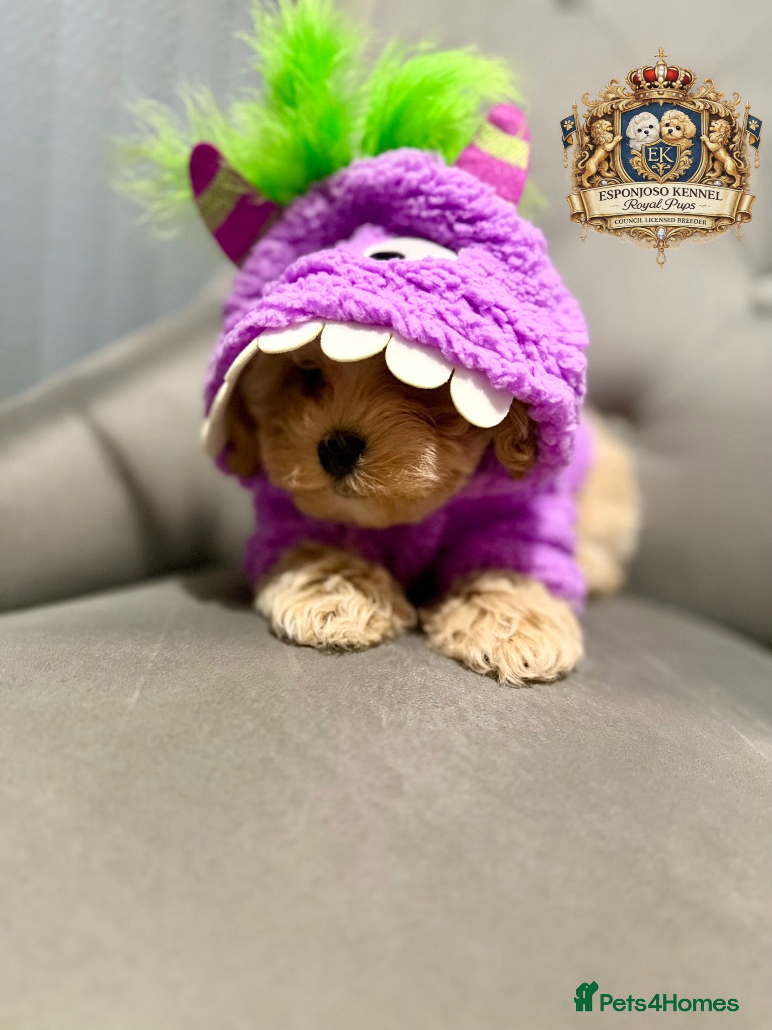 Maltipoo dogs 👑READY NOW Asian Maltipoo Boys Licensed breeder👑 - Advert 4