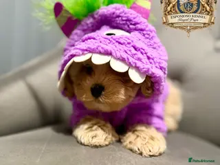 Maltipoo dogs 👑READY NOW Asian Maltipoo Boys Licensed breeder👑 - Advert 2