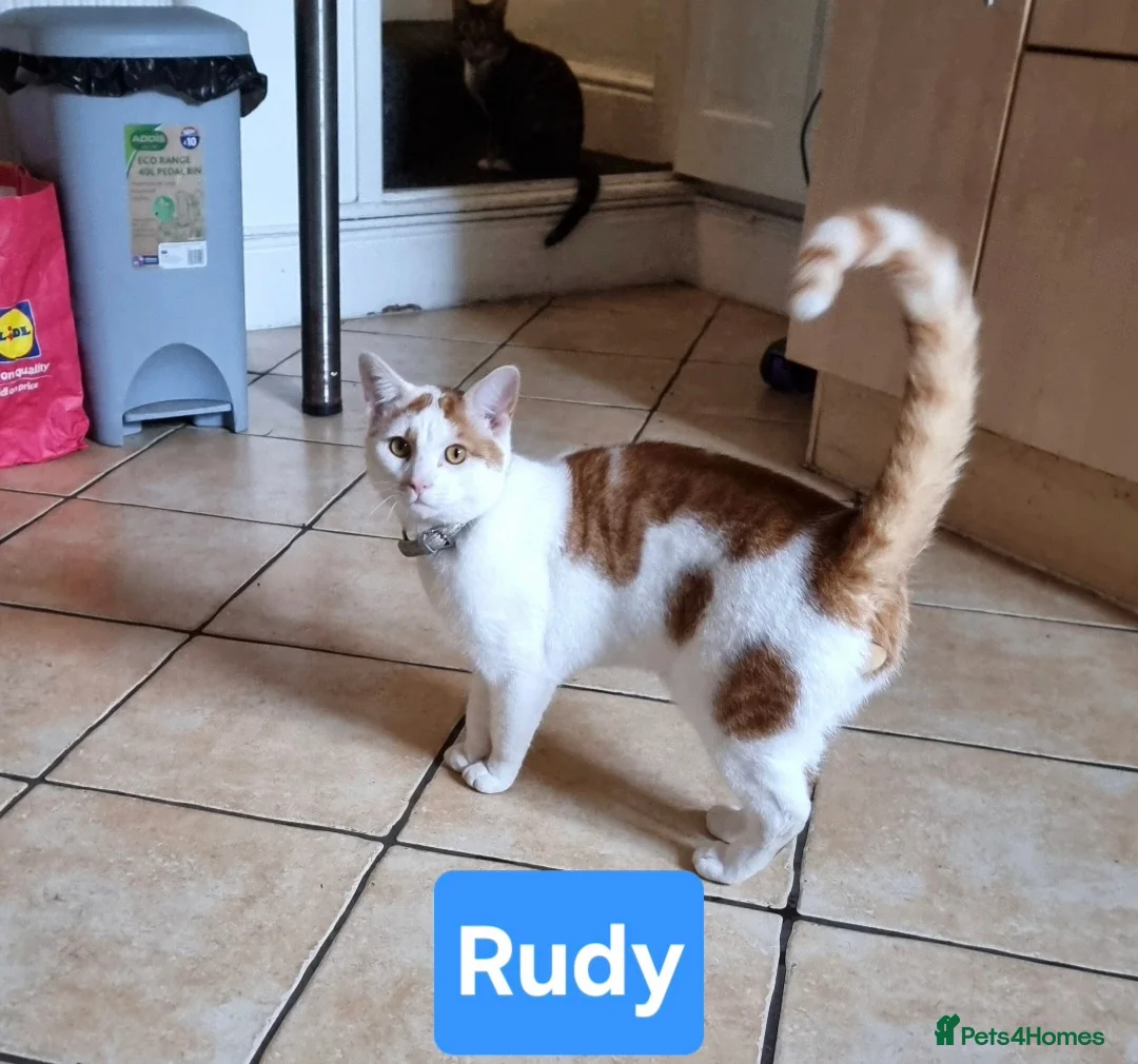 Brazilian Shorthair cats for sale: Family of 3 gorgeous cats for adoption - Advert 2