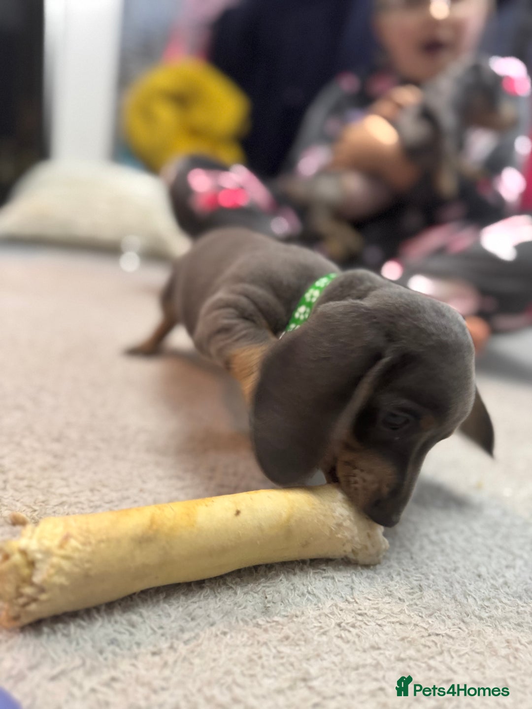 Miniature Dachshund dogs for sale: READY NOW  - Advert 6