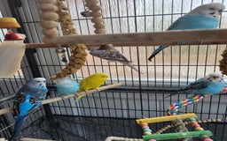 Budgerigars birds for sale: 10 Budgies and 2 large cages - Image 3