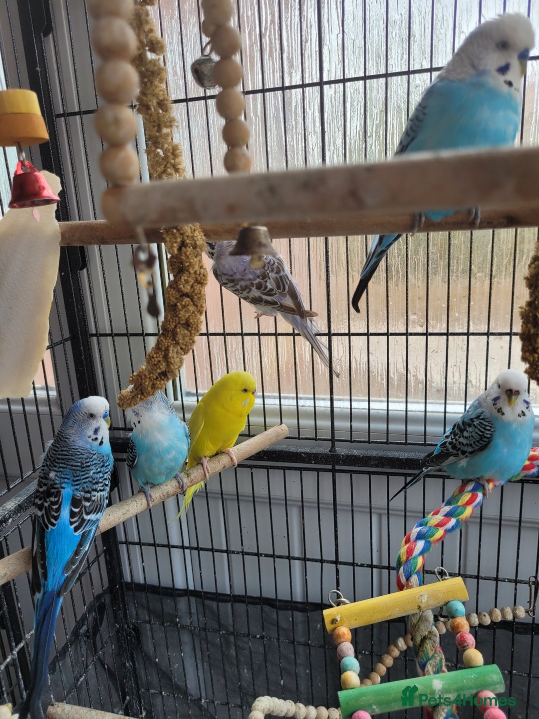 Budgerigars birds for sale: 10 Budgies and 2 large cages - Image 3