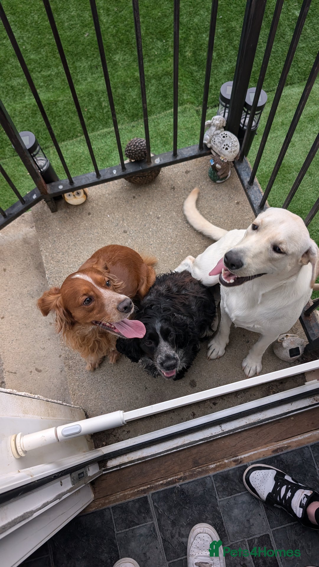 Labrador Retriever dogs for sale: White lab - Image 1