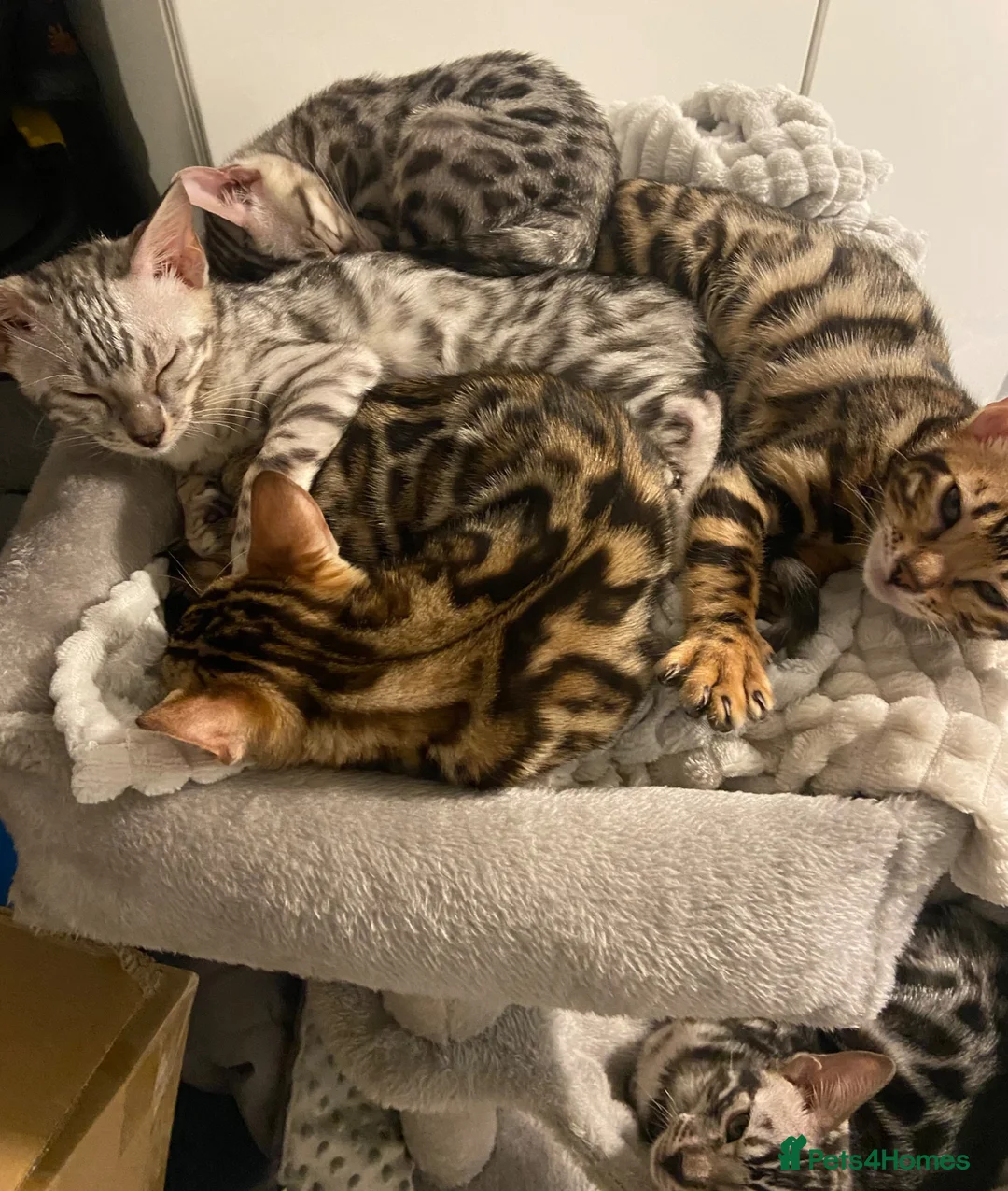 Bengal cats for sale: ‼️UPDATE ‼️Ready now TICA REGISTERED  - Advert 1