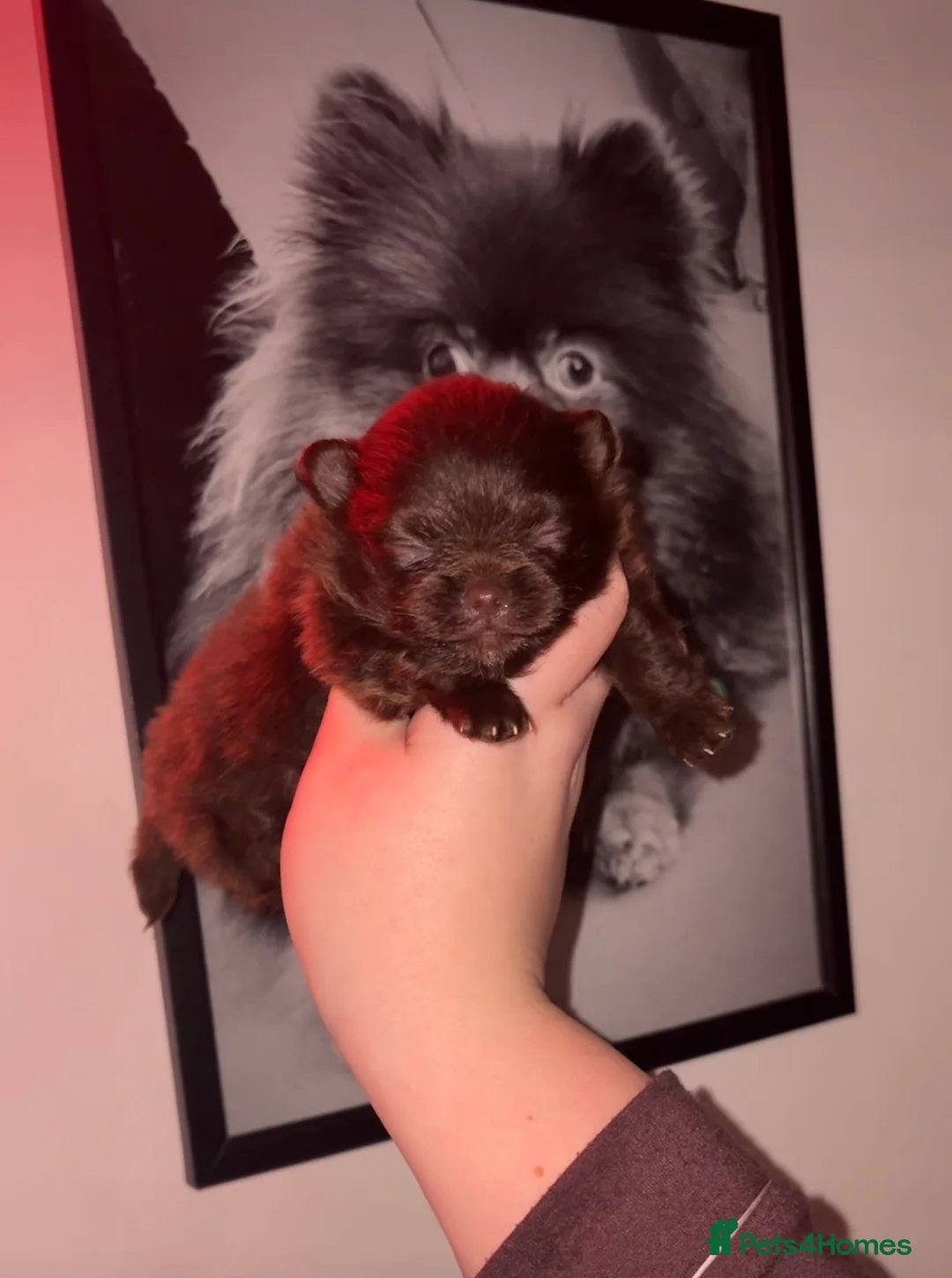 Pomeranian dogs for stud: top quality 5kg/3kgstud!chocolatemerle&fullblack🔥 - Advert 13