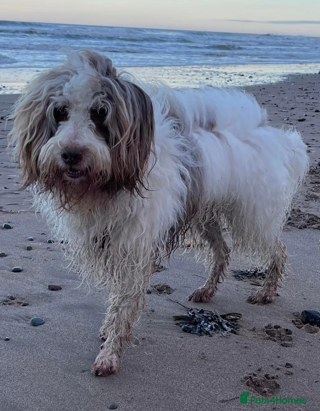 Bordoodle dogs for sale: F1 extensive genetic testing/full refund guarantee - Advert 2