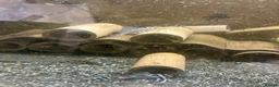 Plecos fish for sale: Zebra plecos  - Advert 11