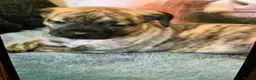 Presa Canario dogs for sale: Presser canario puppies - Advert 2