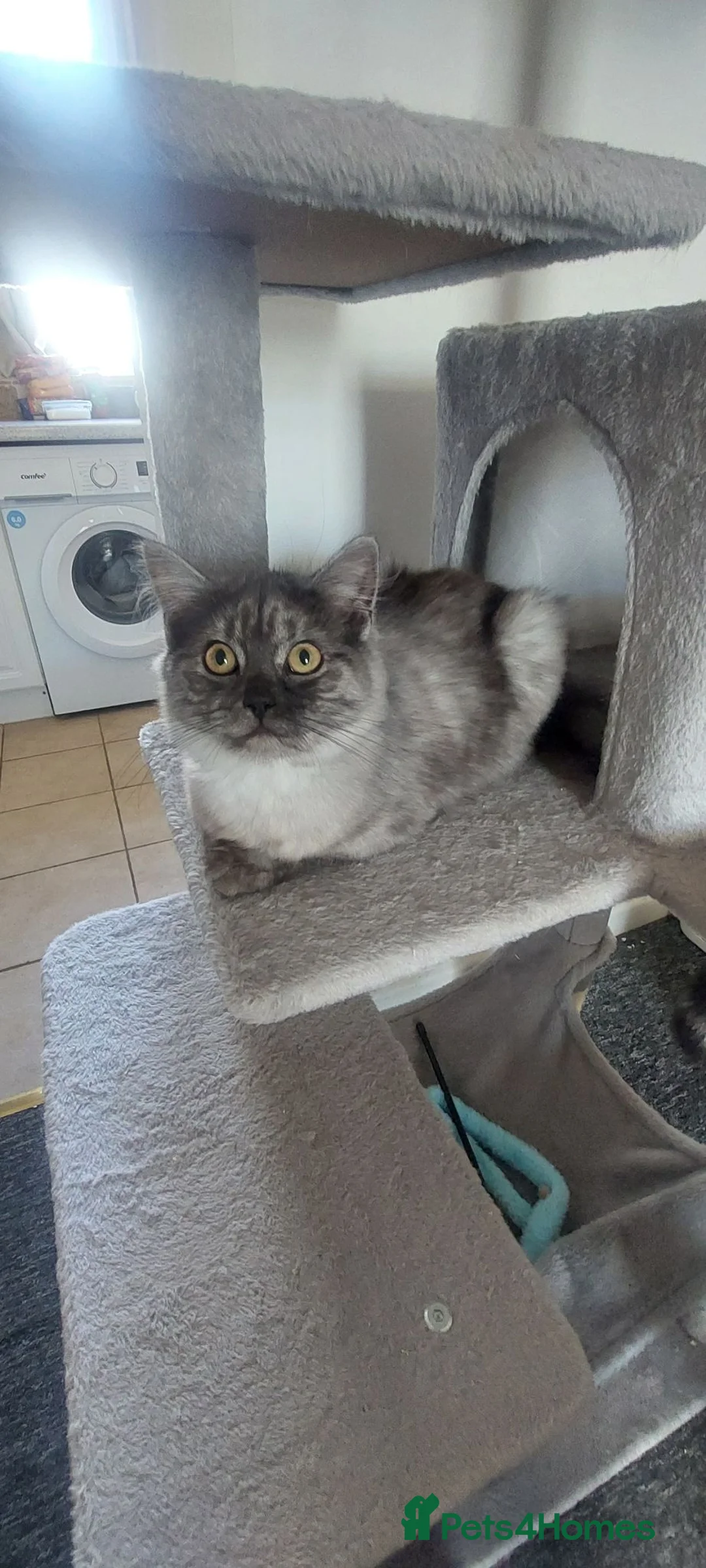British Longhair cats for sale: Smoke british longhair female - Advert 2