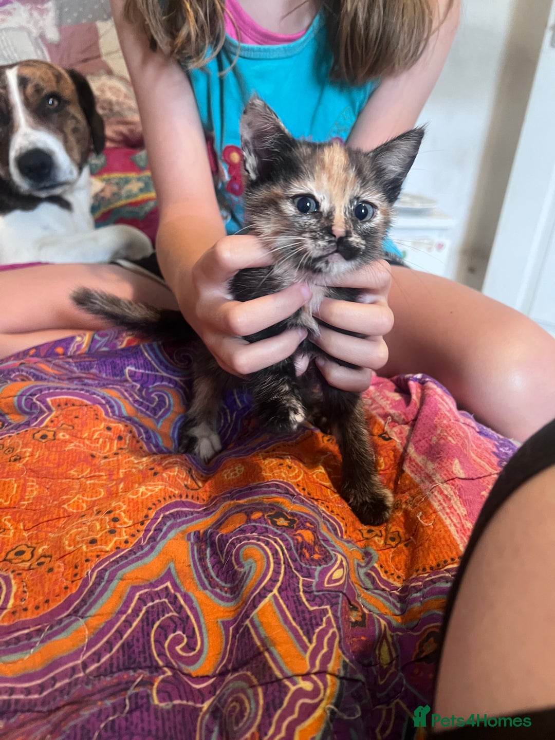 Mixed Breed cats for sale: Kittens  - Image 12