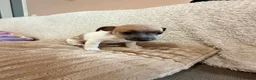 Jack Russell dogs for sale: 2 left!!! Jackrussle puppies   - Advert 12
